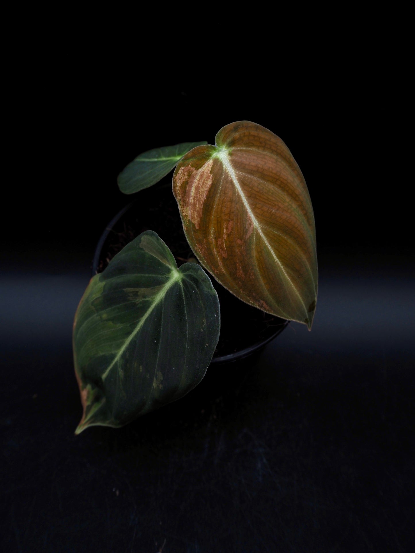 Philodendron Melanochrysum Variegata
