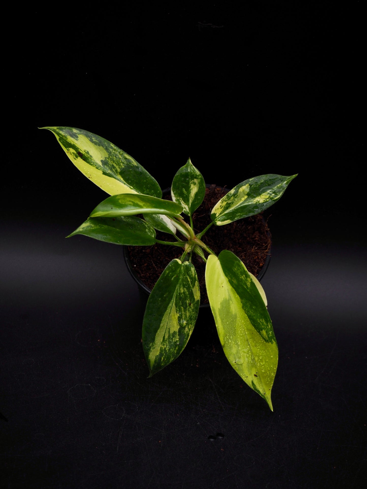 Philodendron Florida Beauty