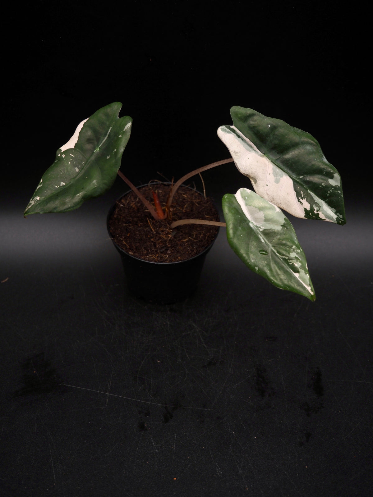 Alocasia Chantrieri Pink Variegata