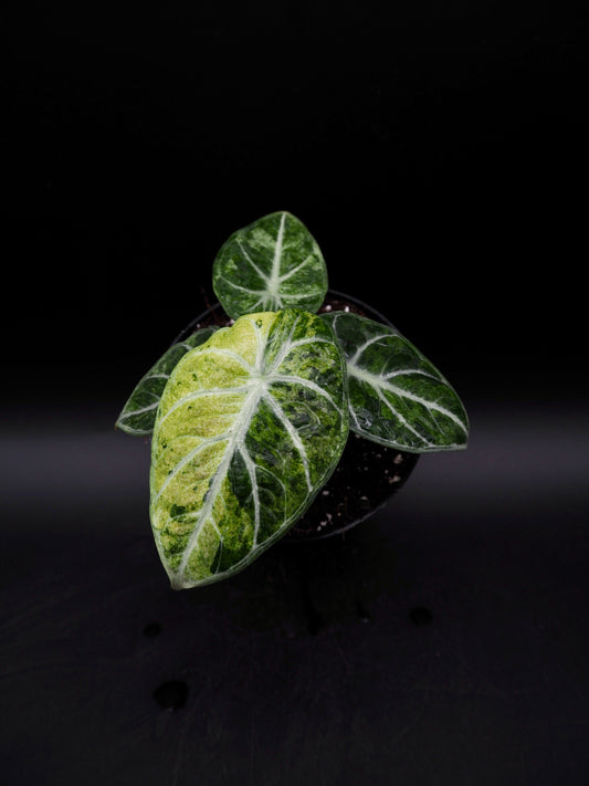Alocasia Ninja Tricolor