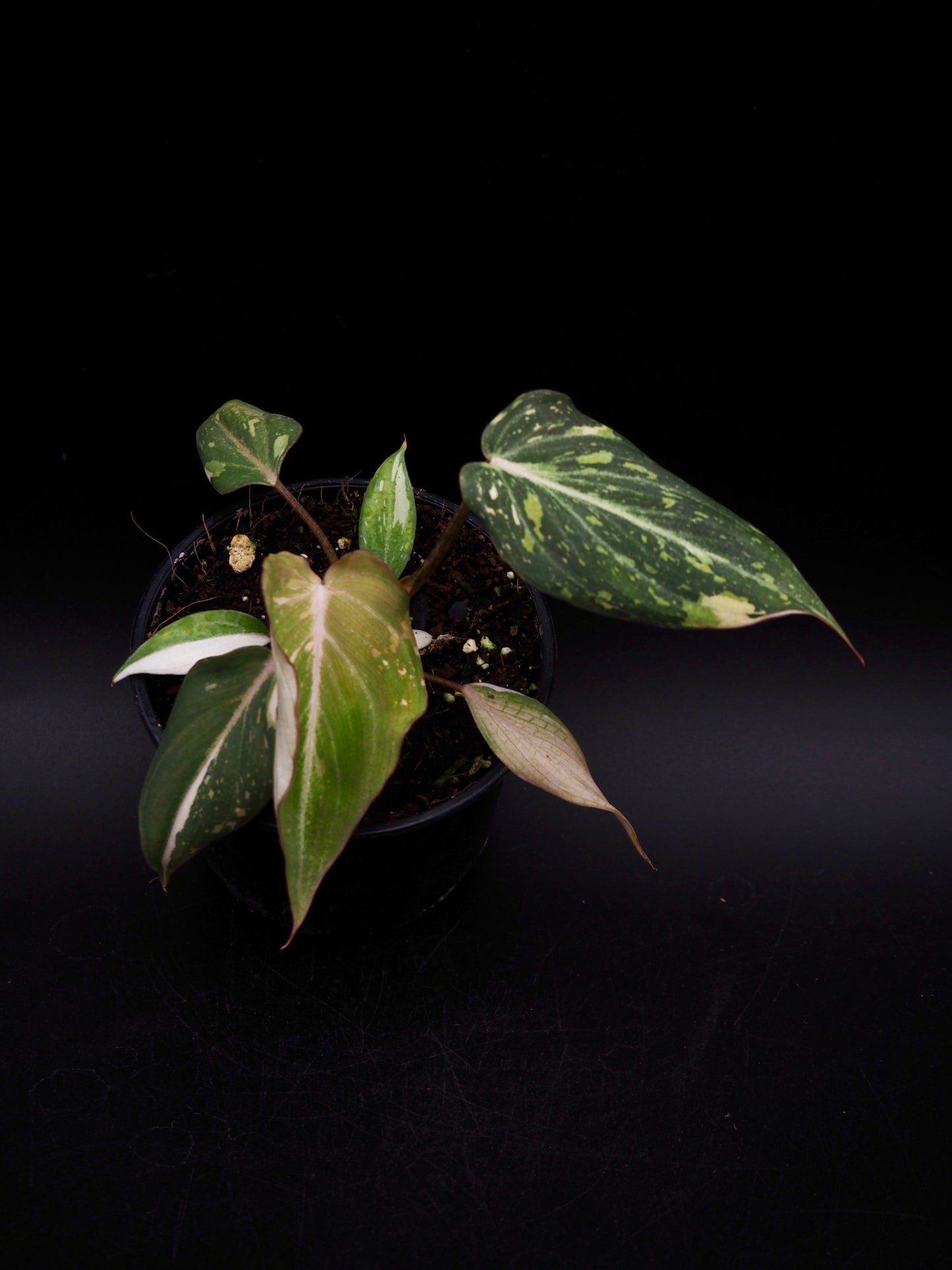 Philodendron Gloriosum Tricolor