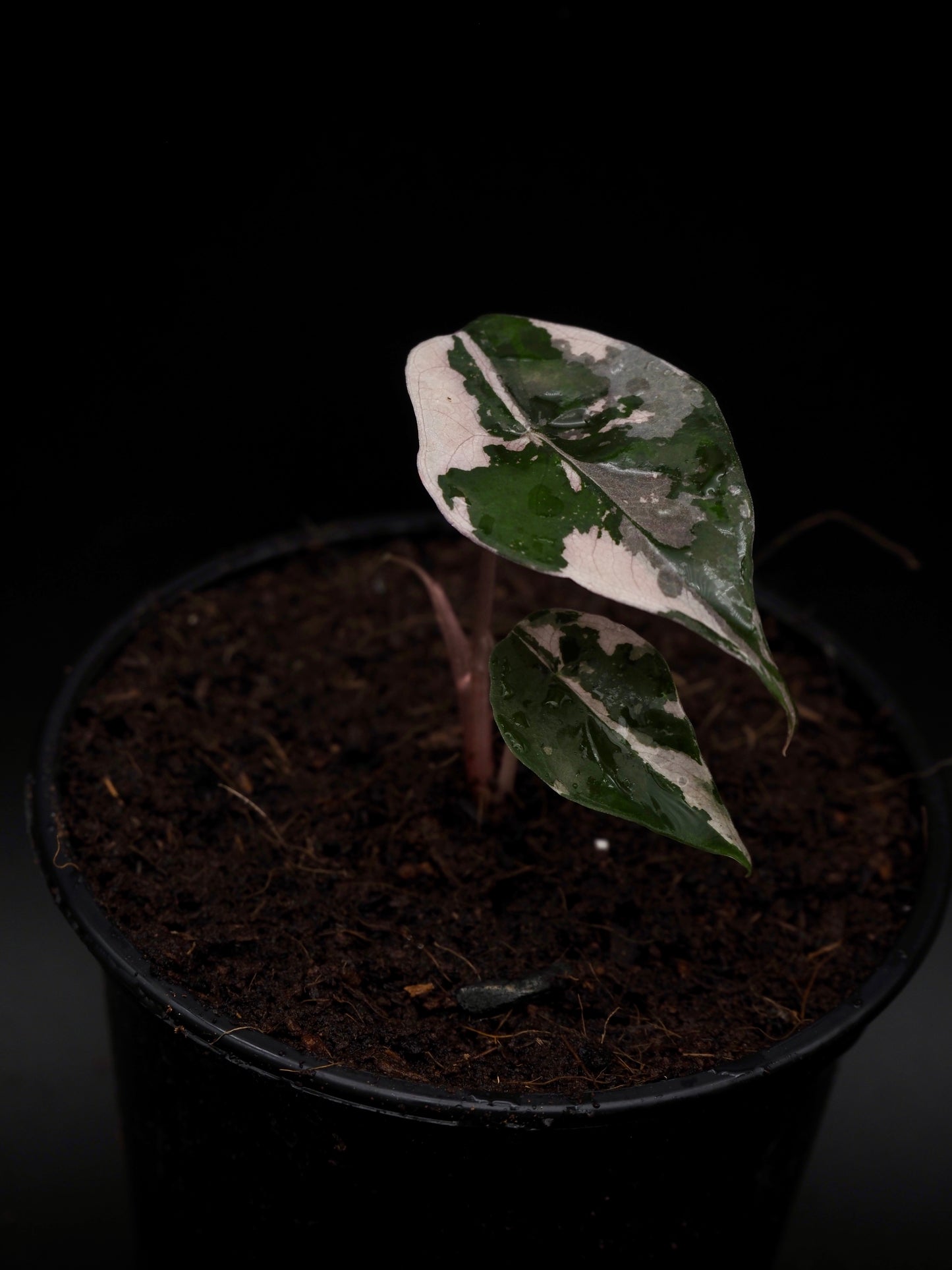 Alocasia Chantrieri Pink