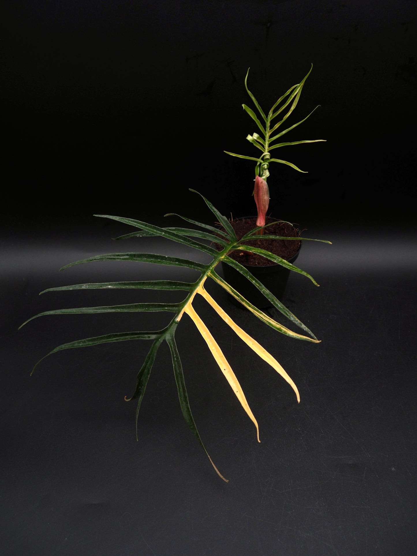 Philodendron Tortum Aurea