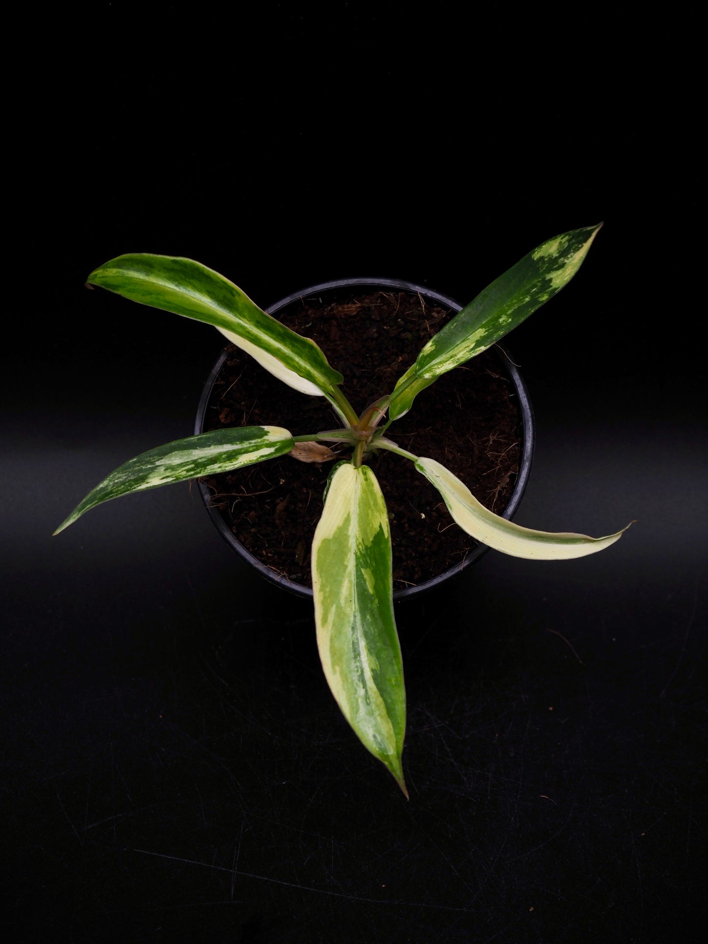 Philodendron Florida Beauty X Tortum
