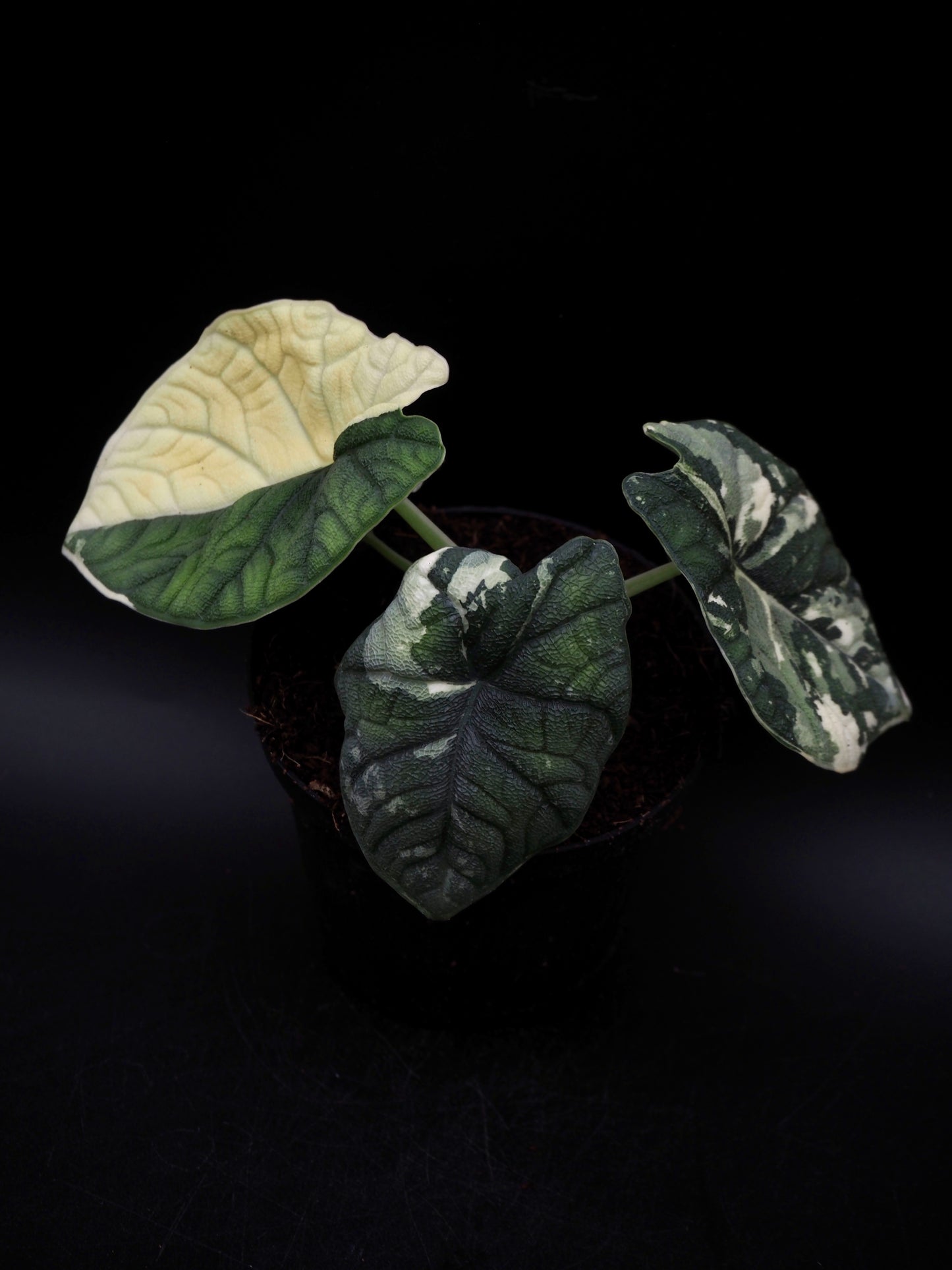 Alocasia Melo Albo
