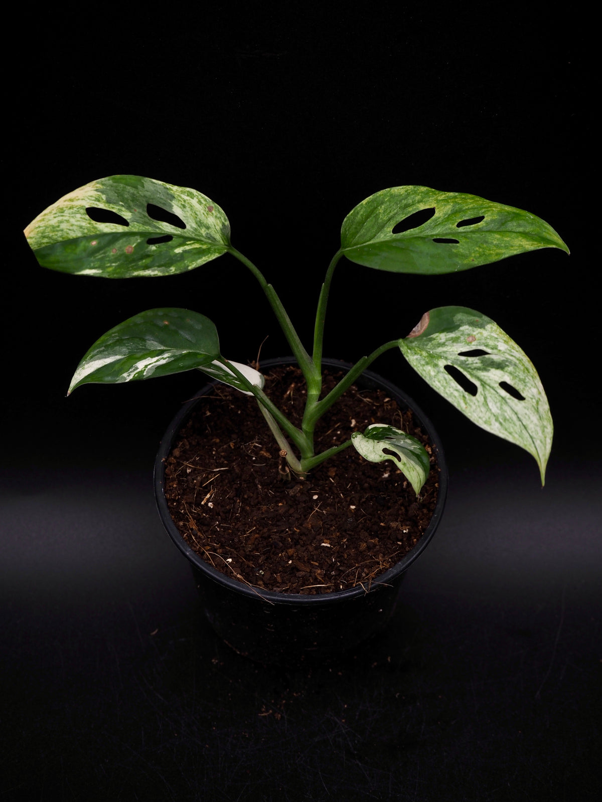 Monstera Laniata Albo Variegata