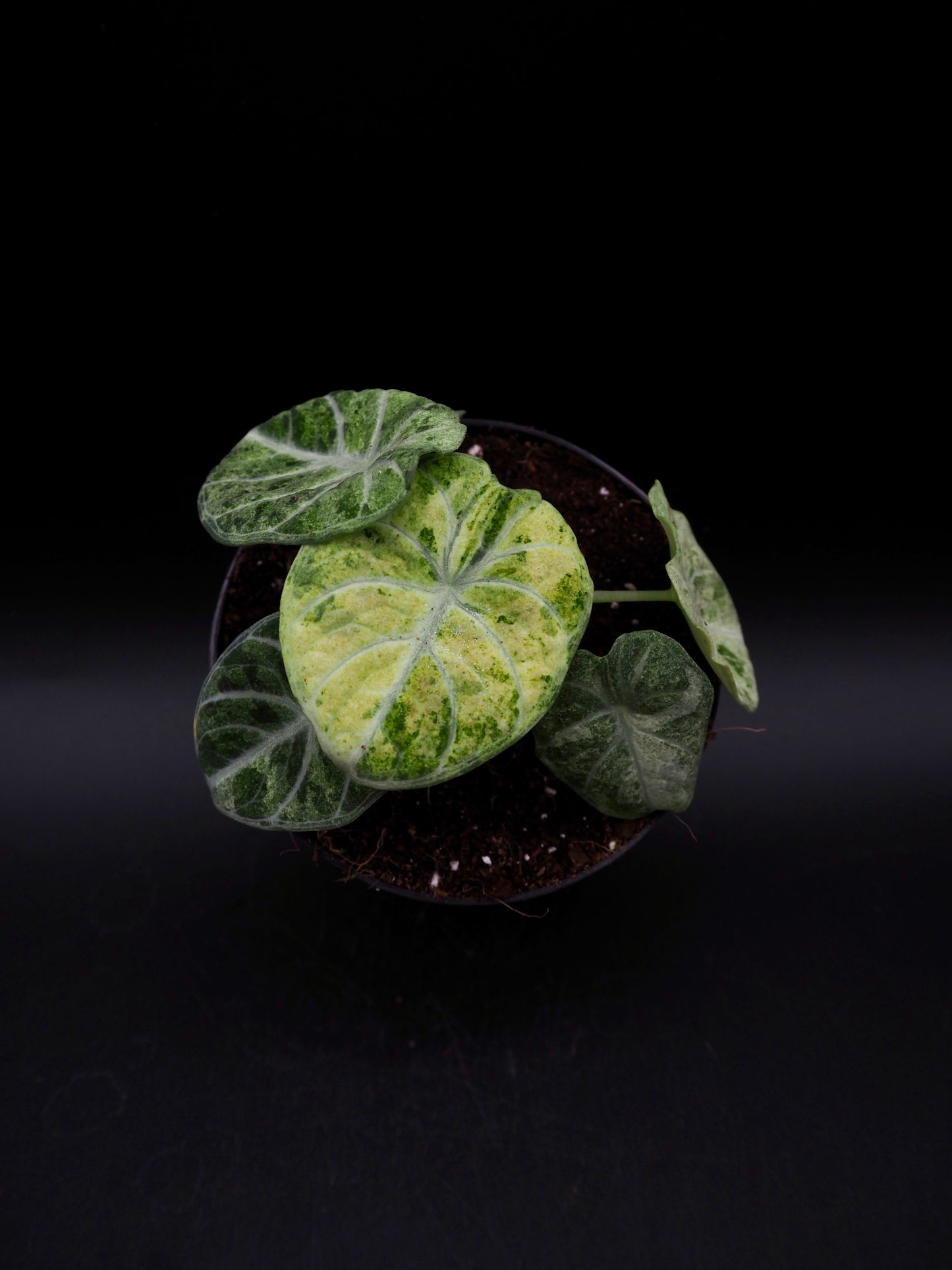 Alocasia Ninja Tricolor