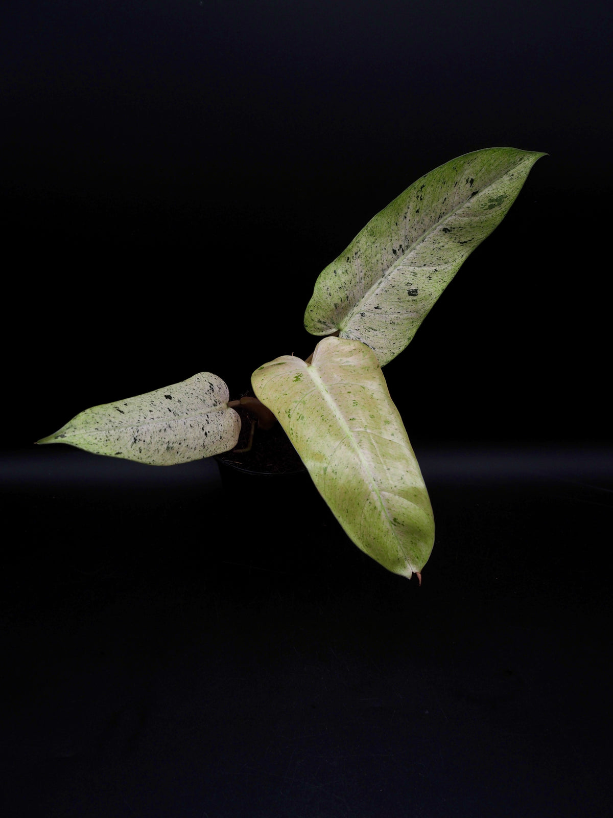 Philodendron Whipple Way Variegata