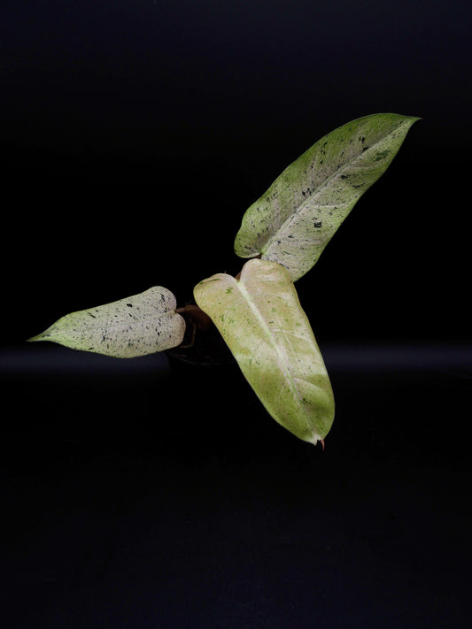 Philodendron Whipple Way Variegata