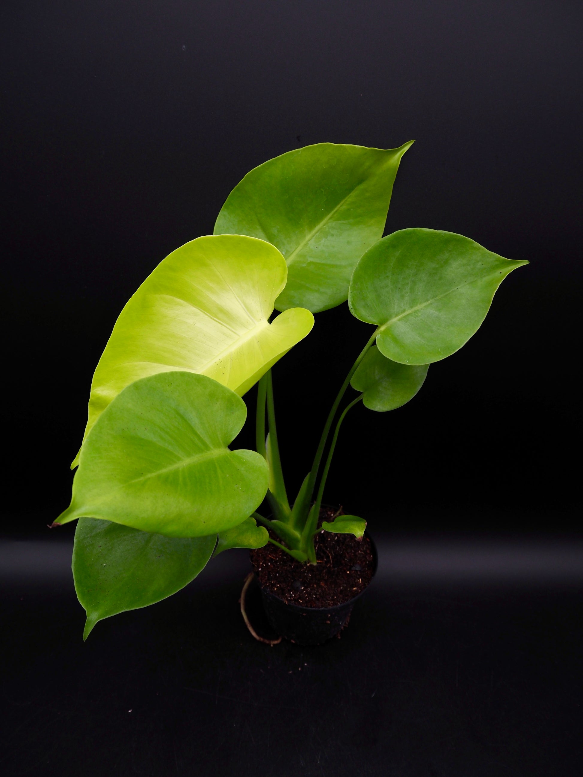 monstera deliciosa lemon lime Monstera Lemon Lime – Jolaplants