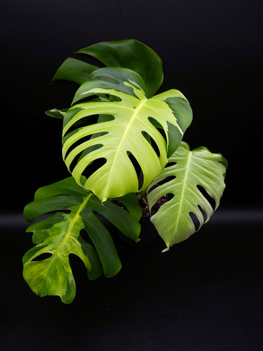 Monstera White Lava