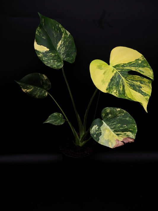 Monstera Yellow Marylin