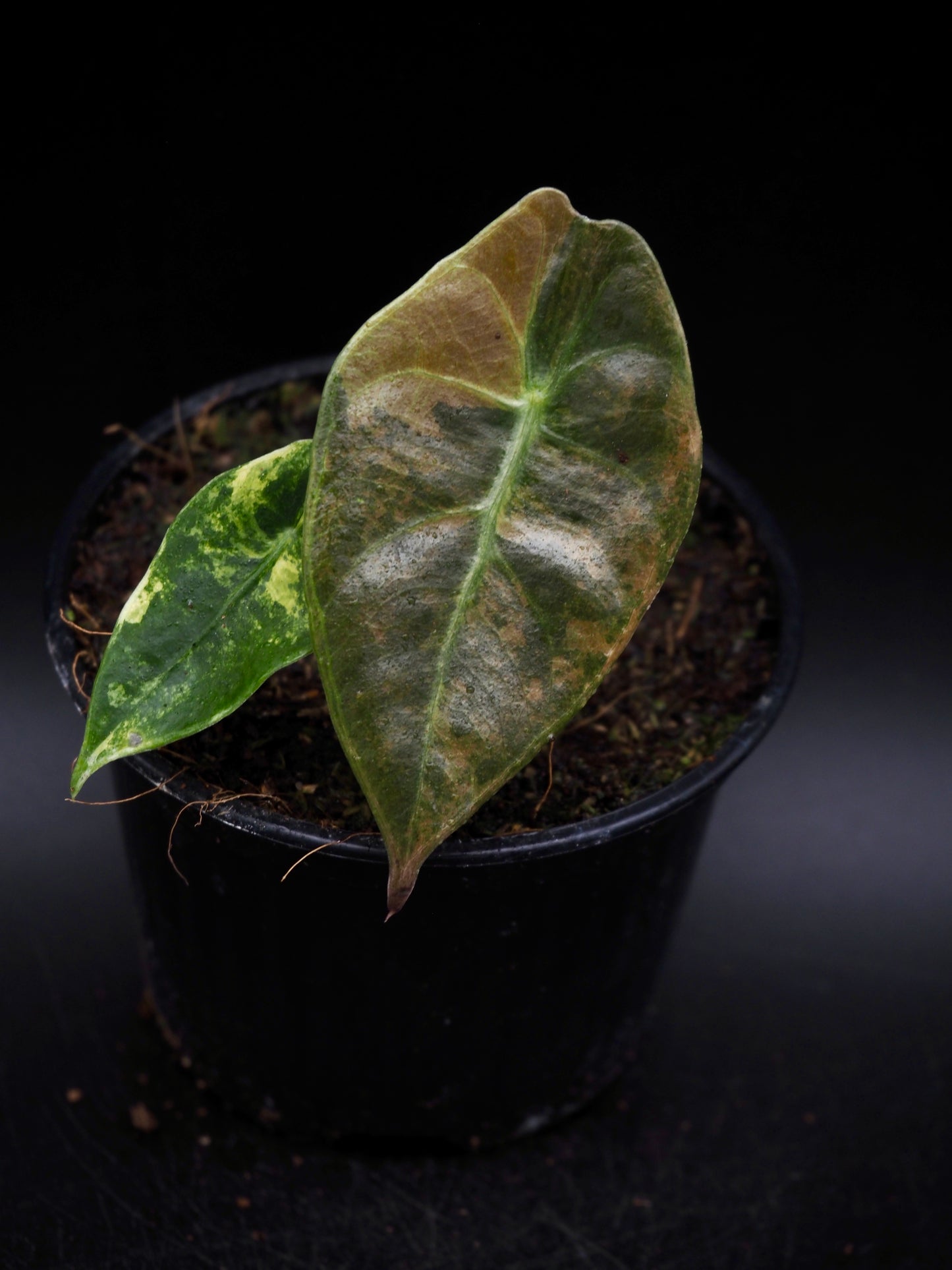 Alocasia Sedenii Aurea