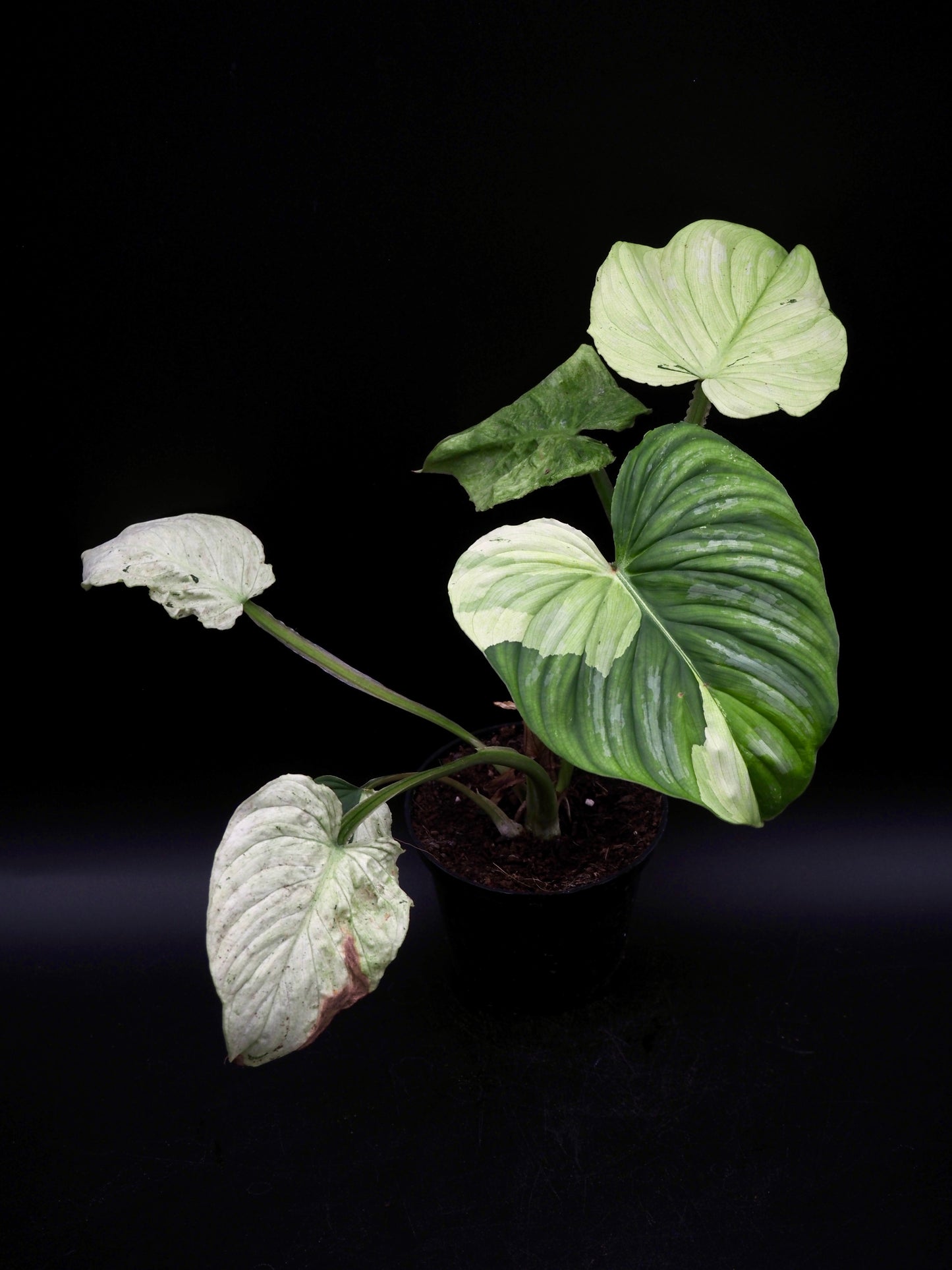 Philodendron Mamei Variegata