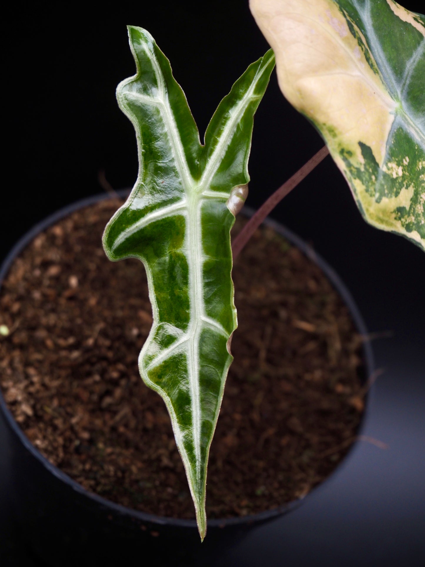 Alocasia Nobilis Aurea