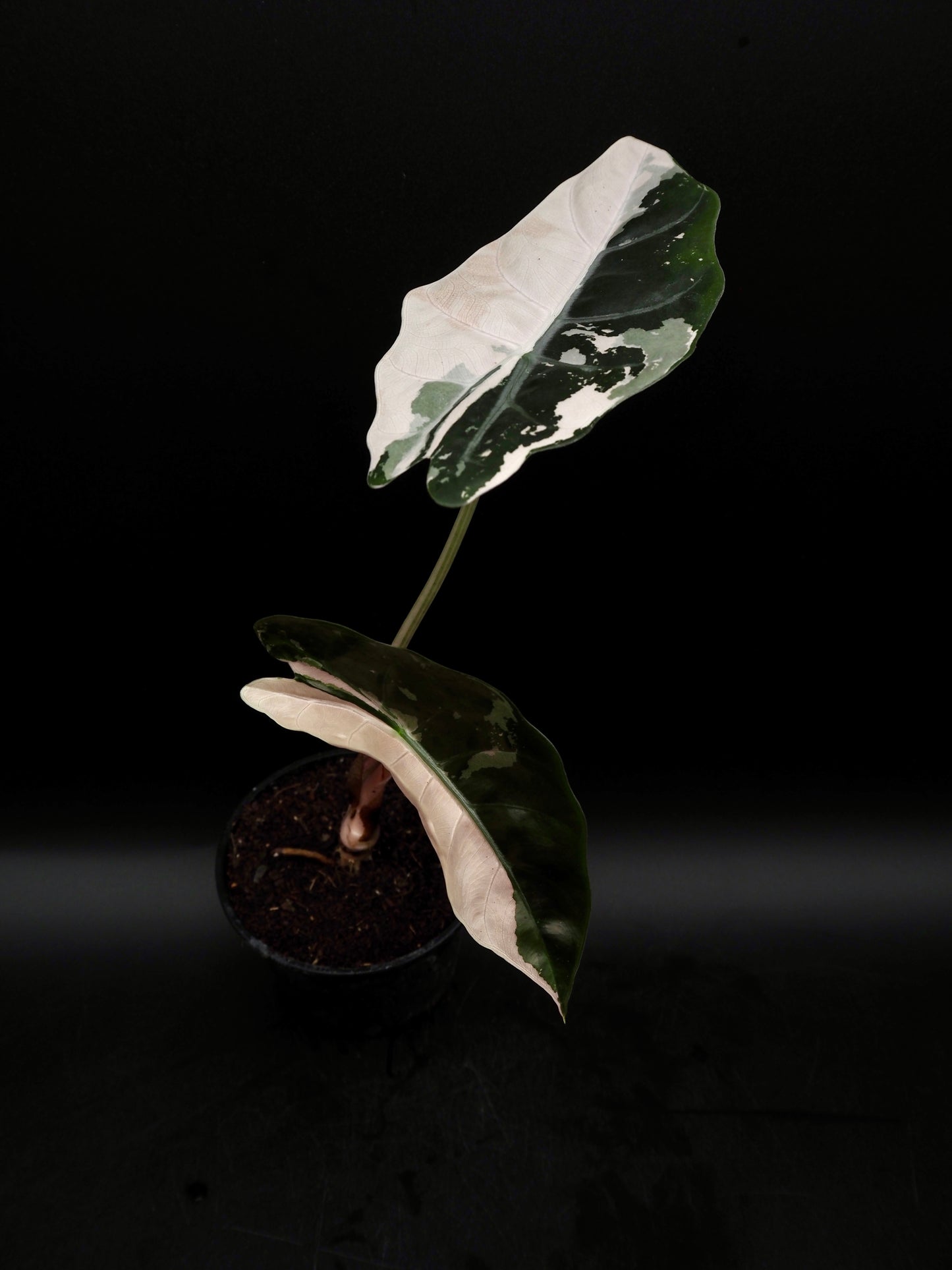 Alocasia Chantrieri Pink