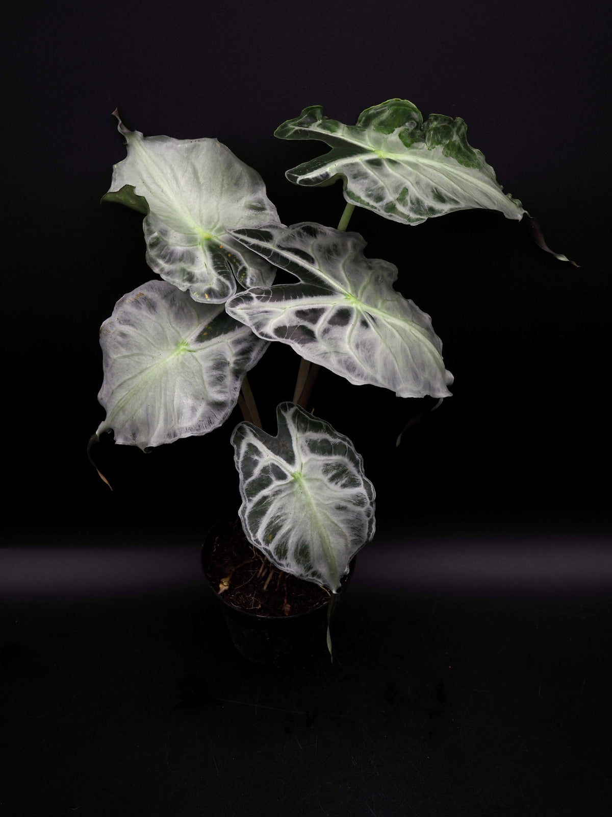 Alocasia Venom XL
