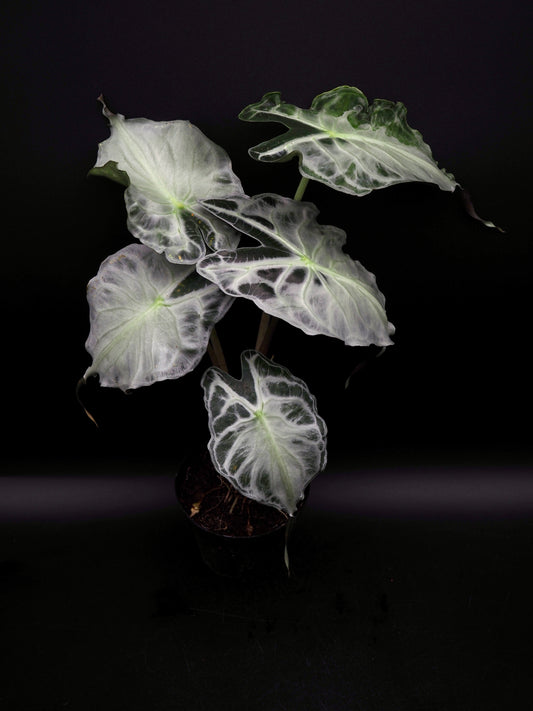 Alocasia Venom XL