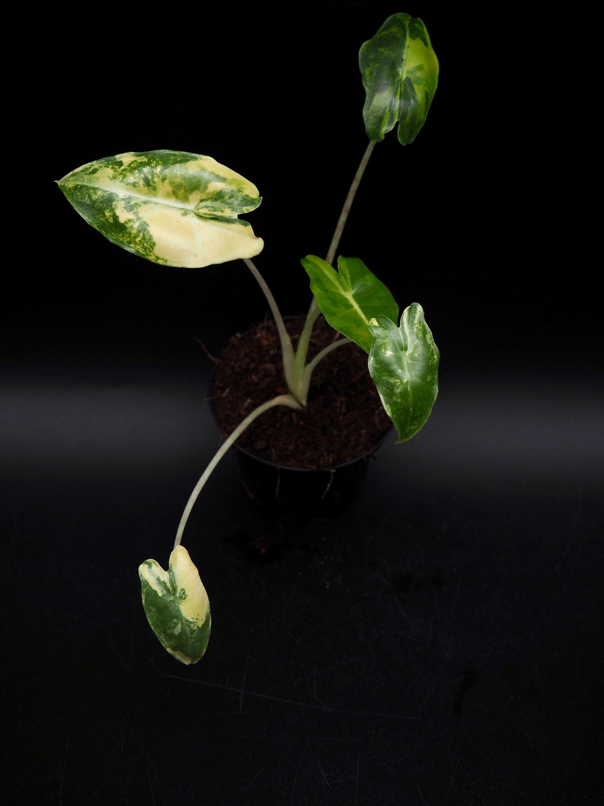 Alocasia Sarian Aurea