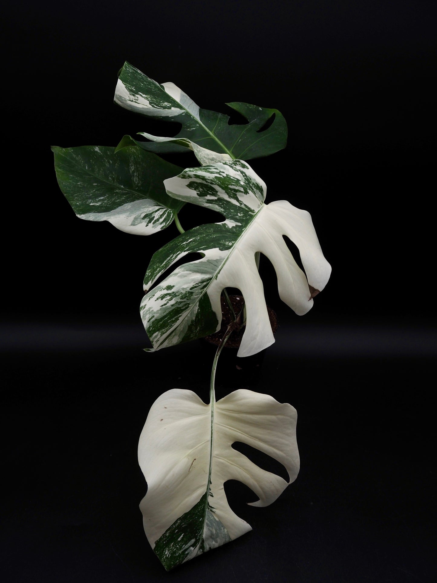 Monstera Borsigiana Albo Variegata
