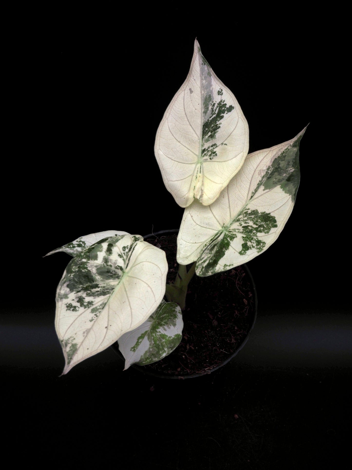 Alocasia Wentii Albo/Pink