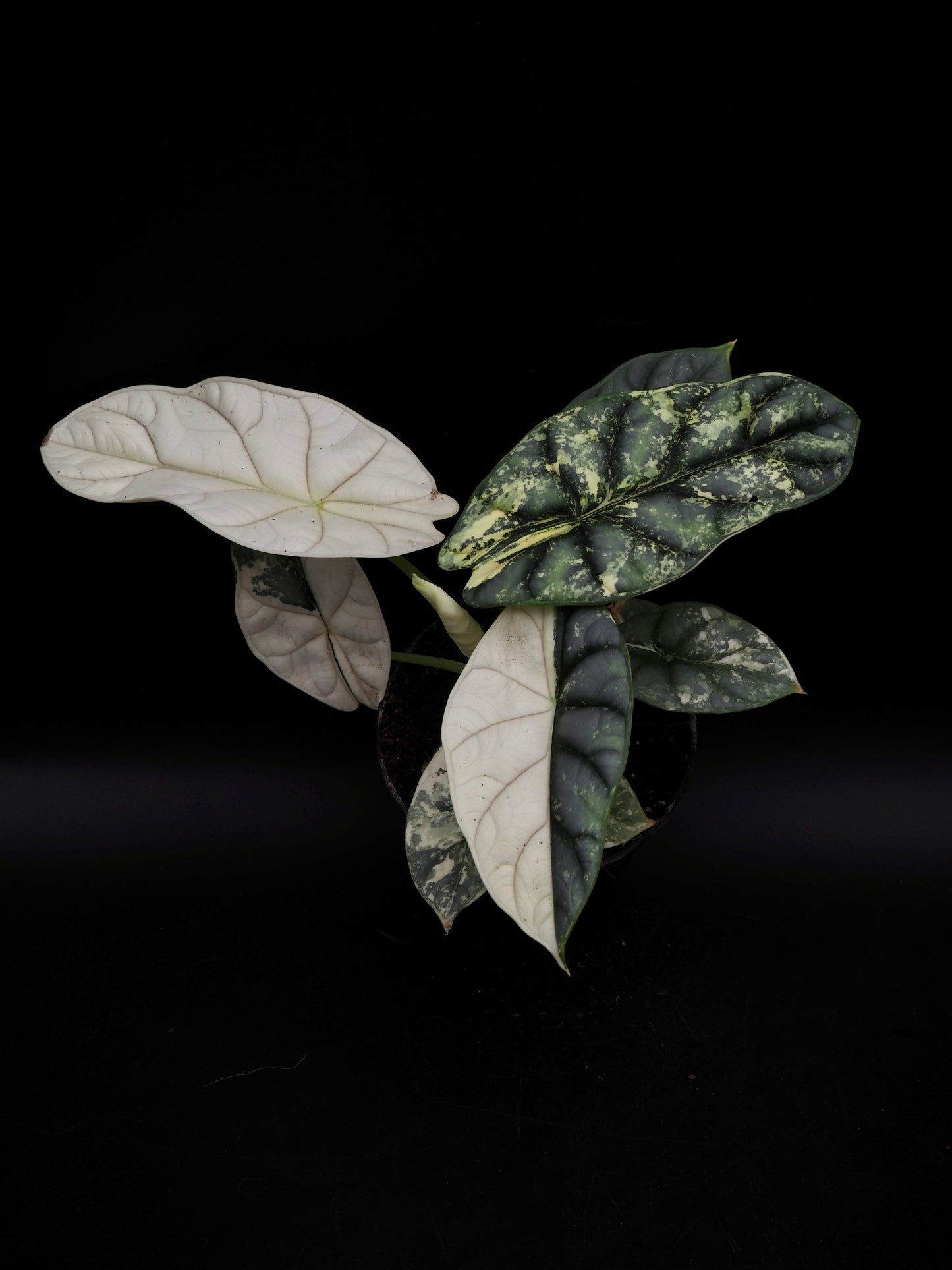 Alocasia Silver Dragon Albo