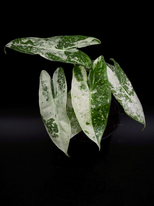 Alocasia Longiloba Thai Con