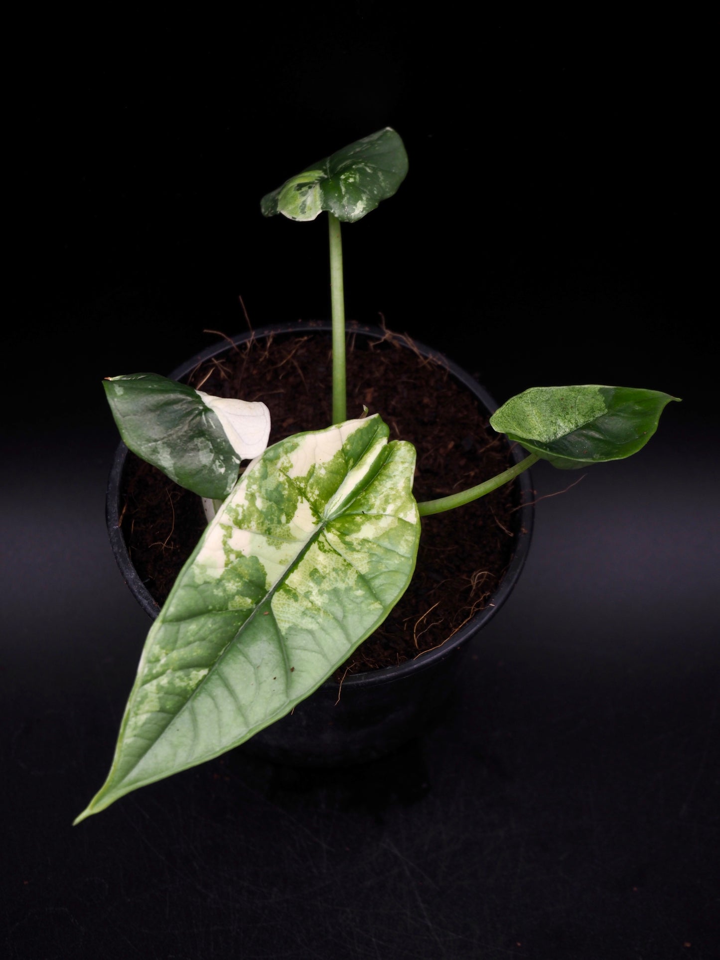 Alocasia Platinum Albo