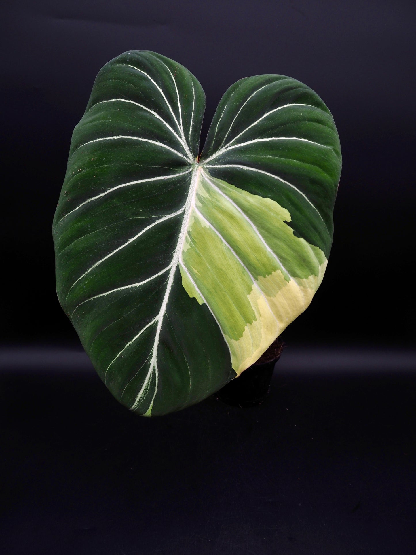Philodendron Gloriosum Albo Variegata