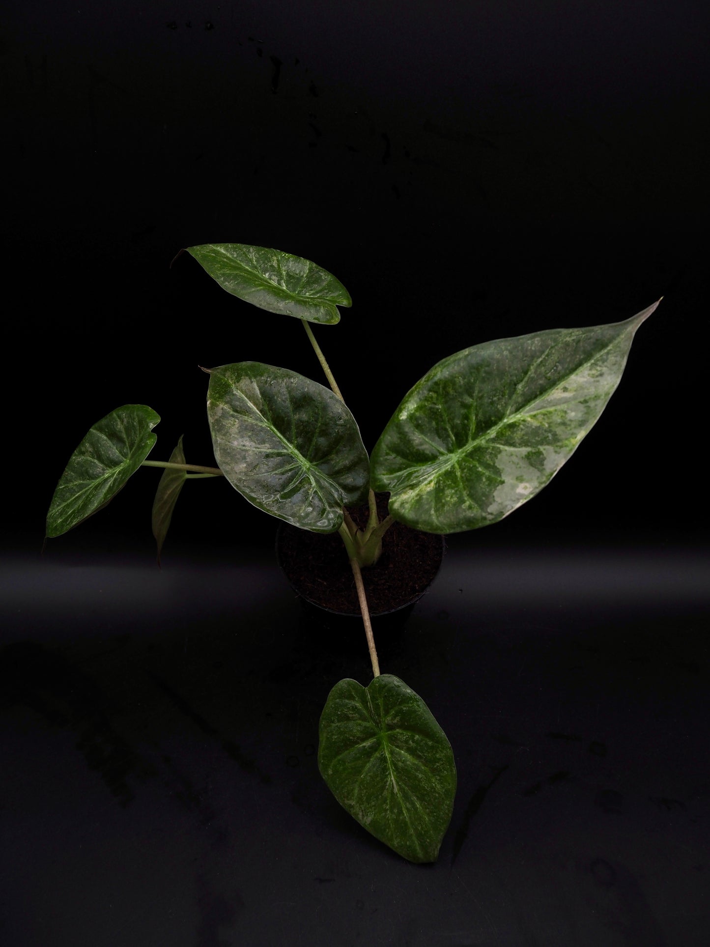 Alocasia Wentii Pink Freckles