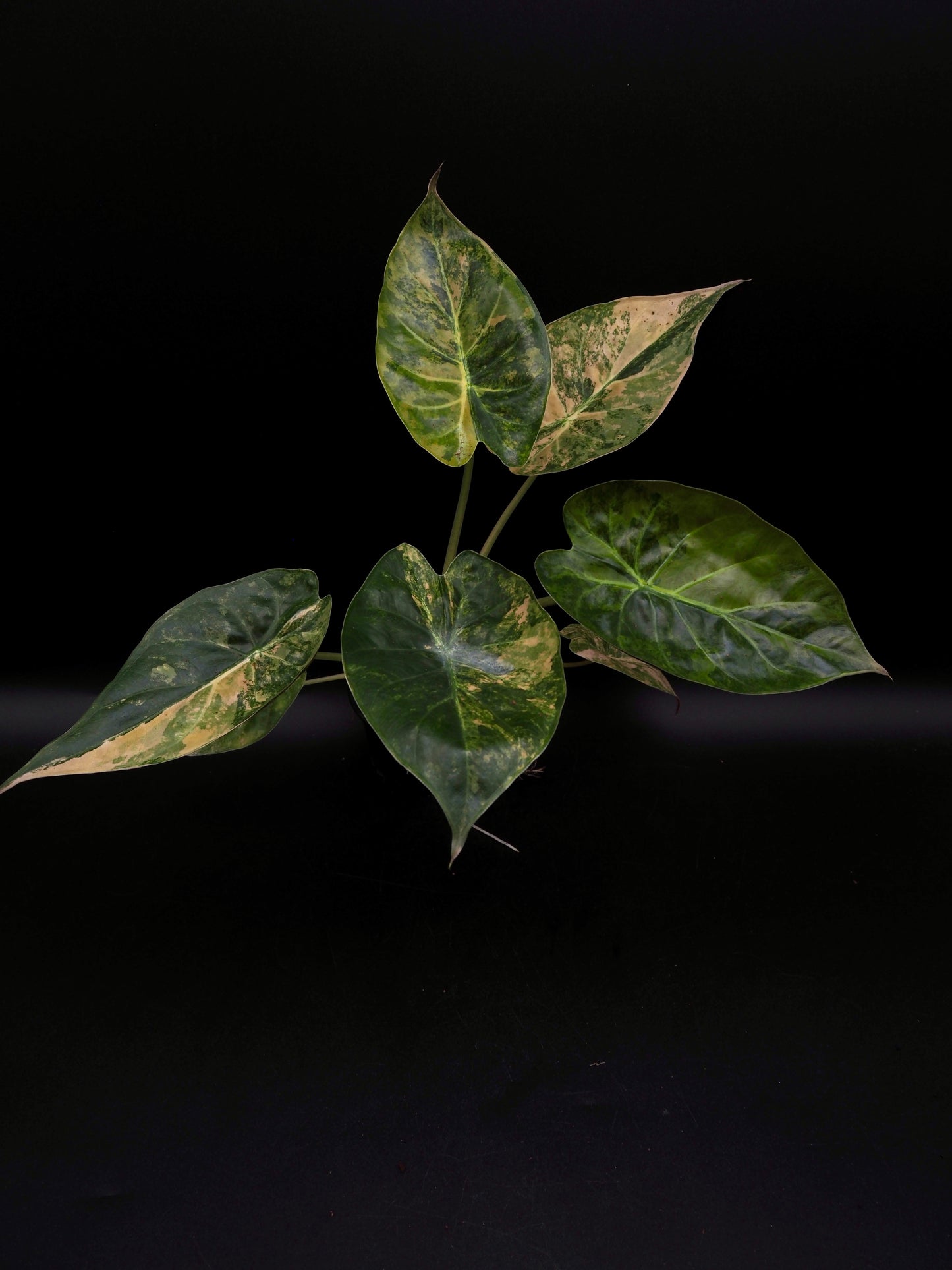 Alocasia Wentii Sunset Aurea