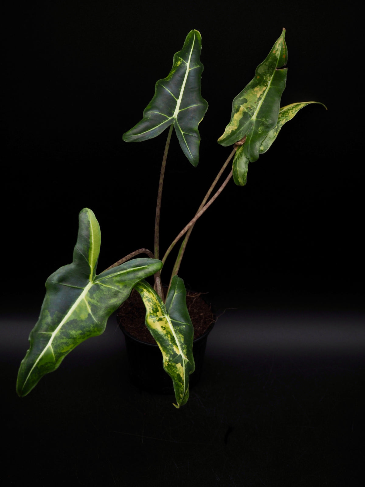 Alocasia Sarian Aurea