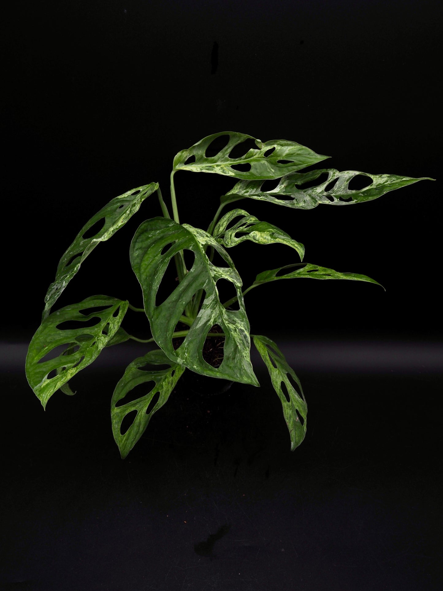 Monstera Adansonii Marbre indonésien