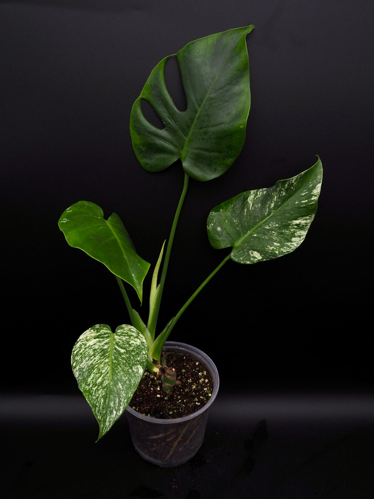 Monstera Deliciosa Monstre Blanc