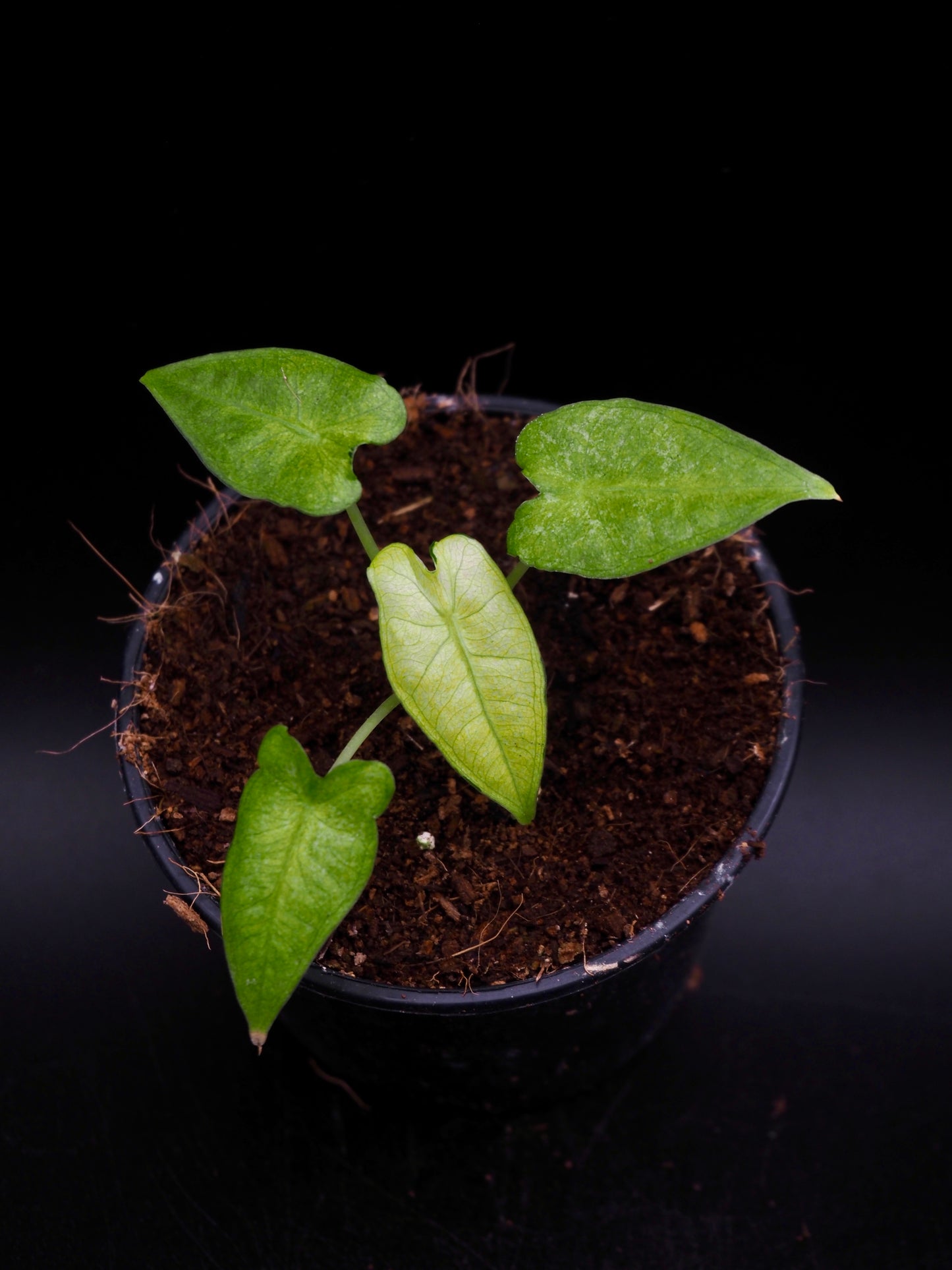 Alocasia Frydek Mint