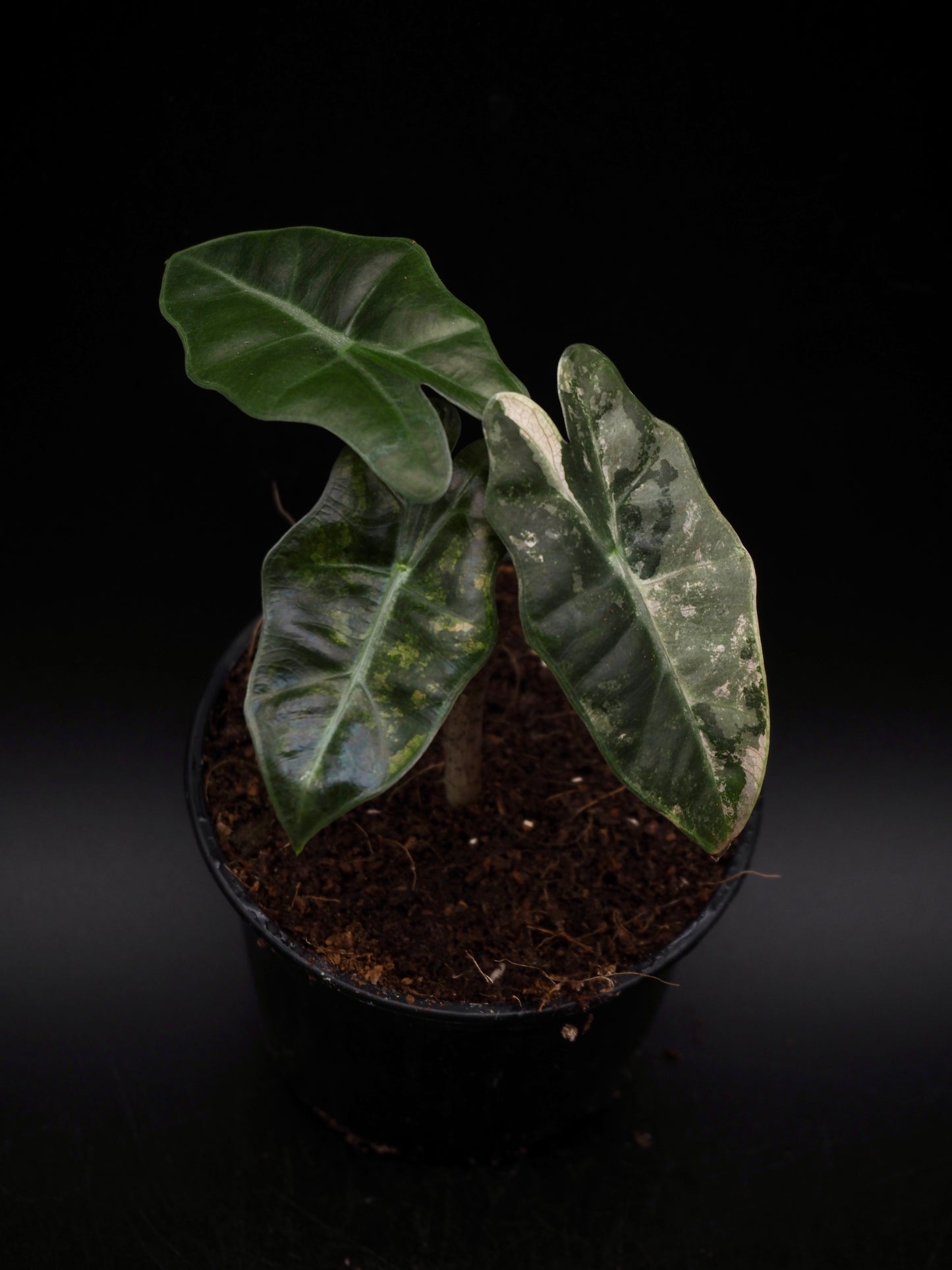 Alocasia Pseudo Sanderiana Pink