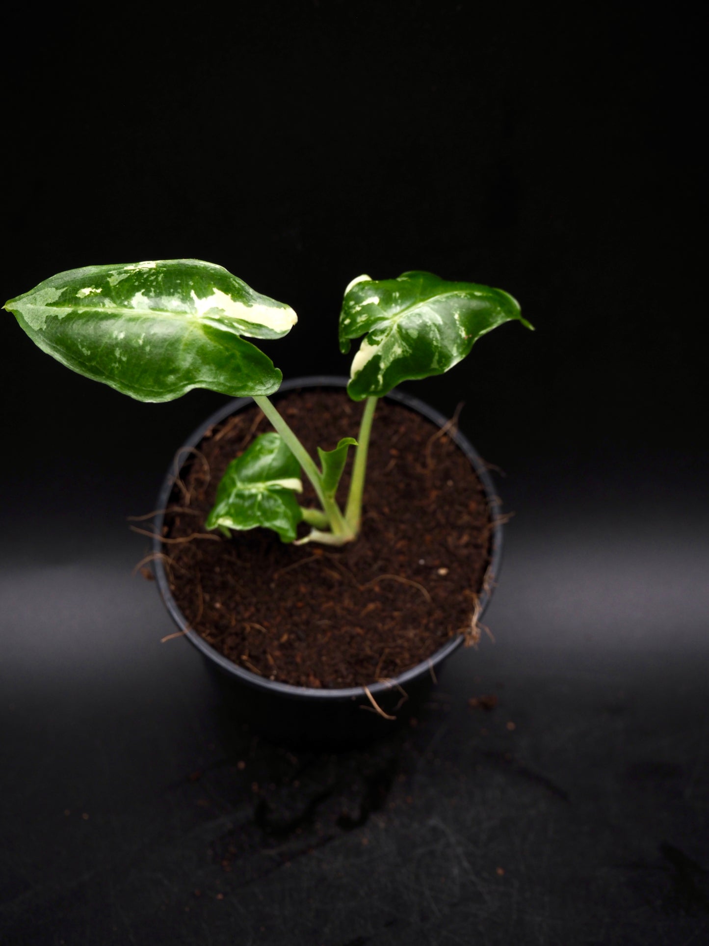 Alocasia Sarian Albo