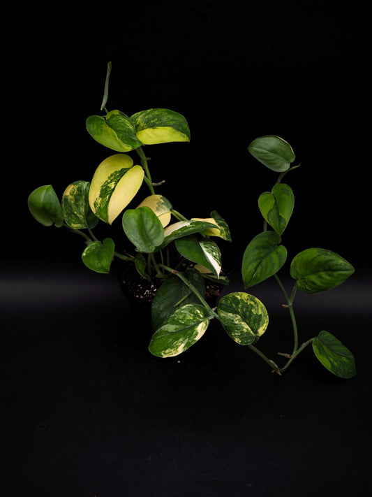 Scindapsus Jade Satin Variegata