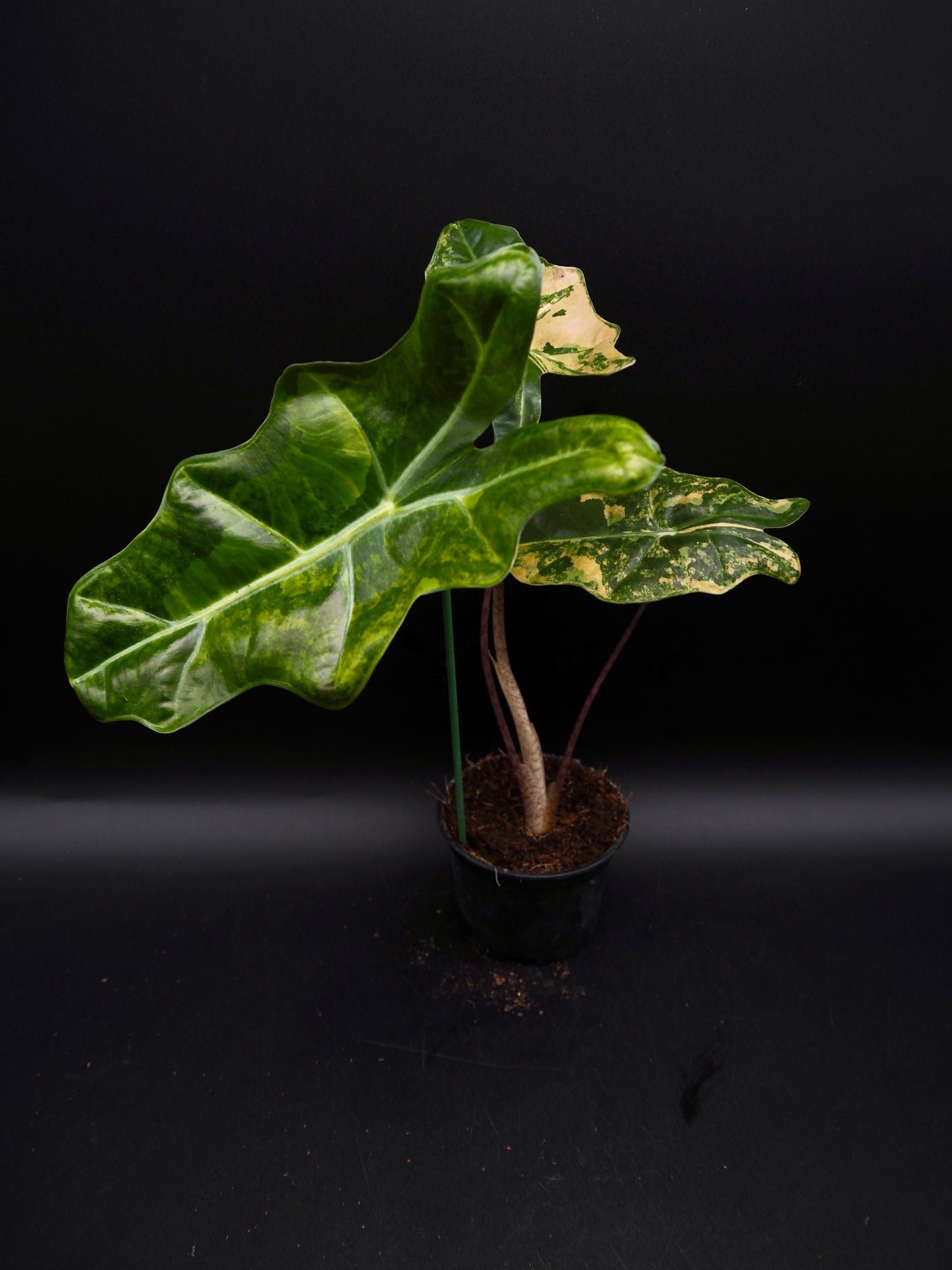 Alocasia Pseudo Sanderian Aurea
