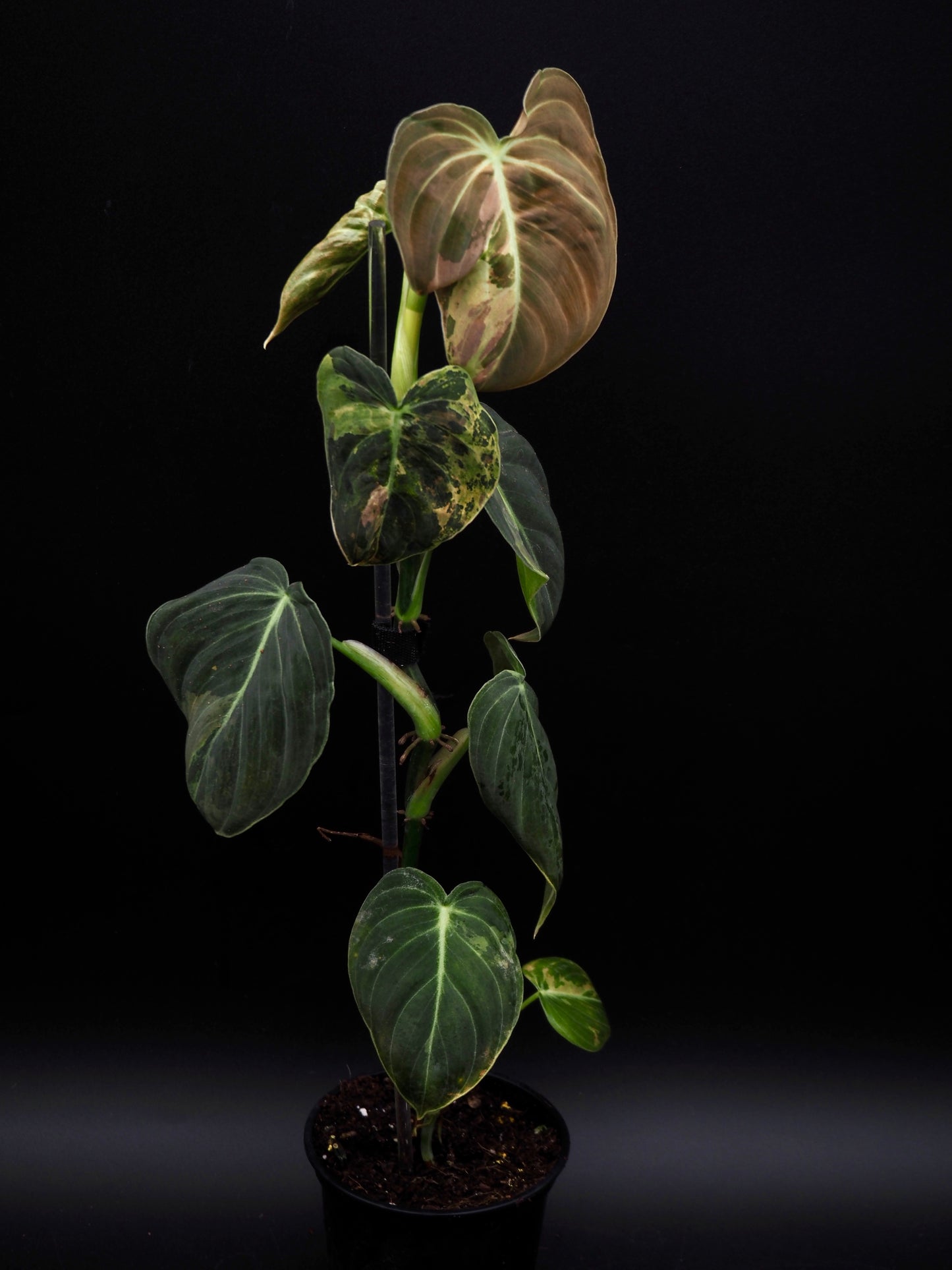 Philodendron Melanochrysum Variegata