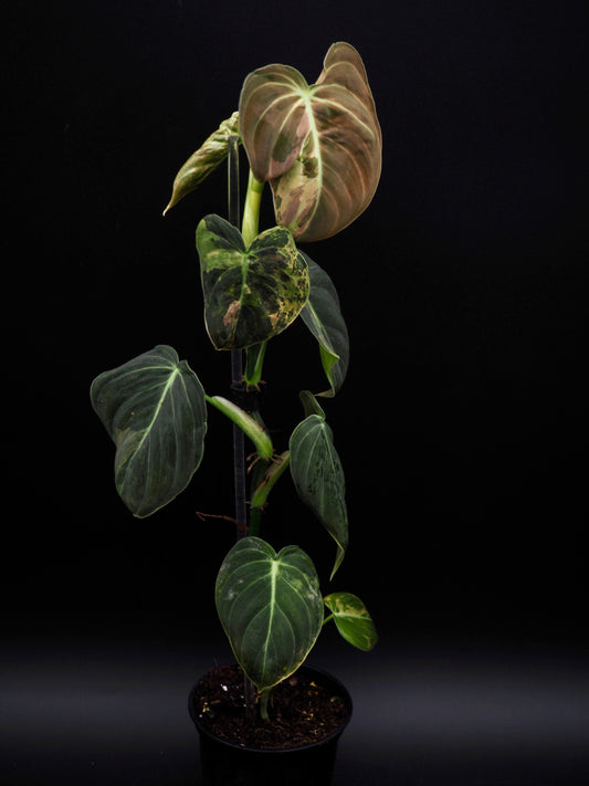 Philodendron Melanochrysum Variegata