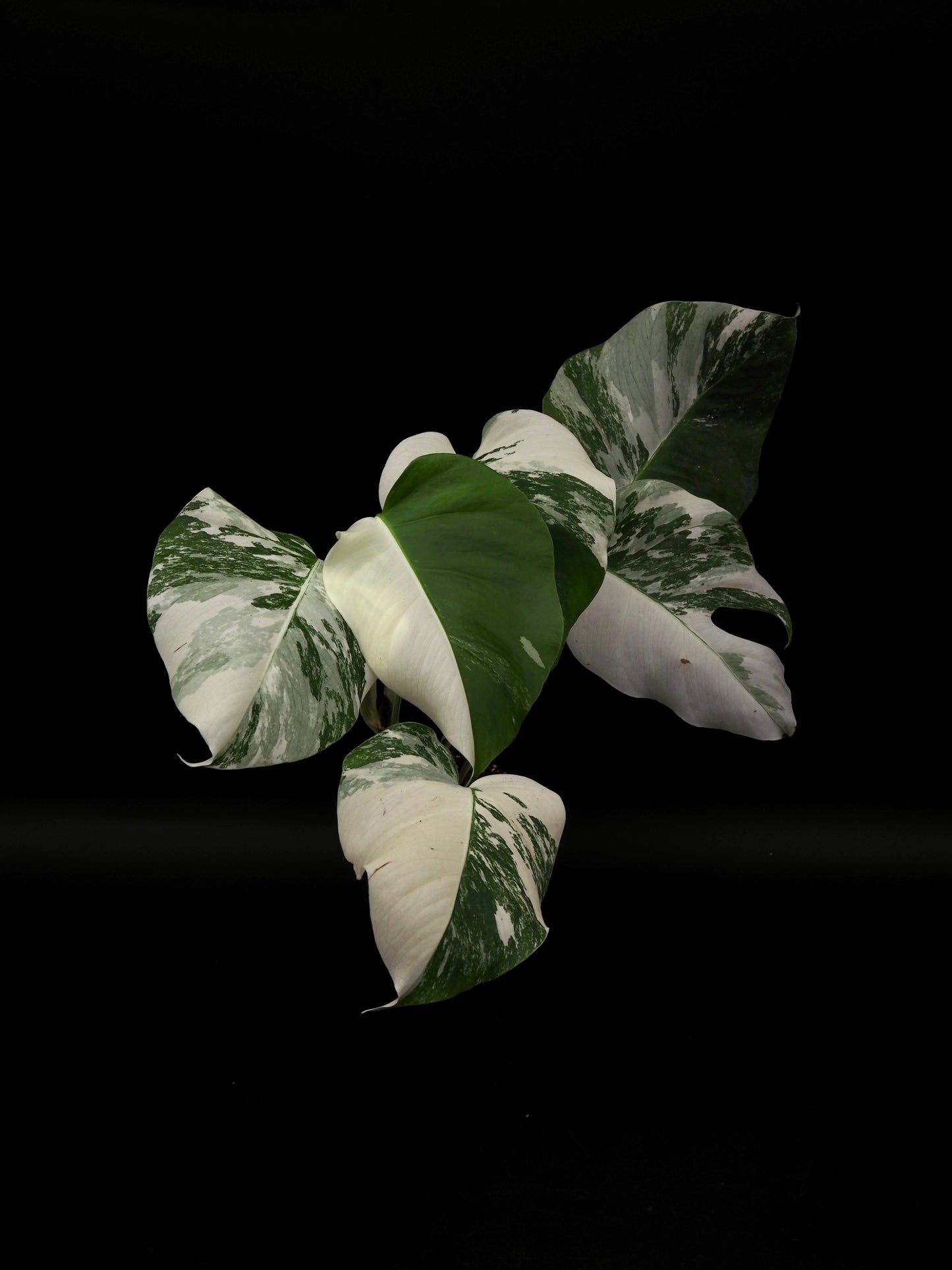 Monstera Borsigiana Albo Variegata
