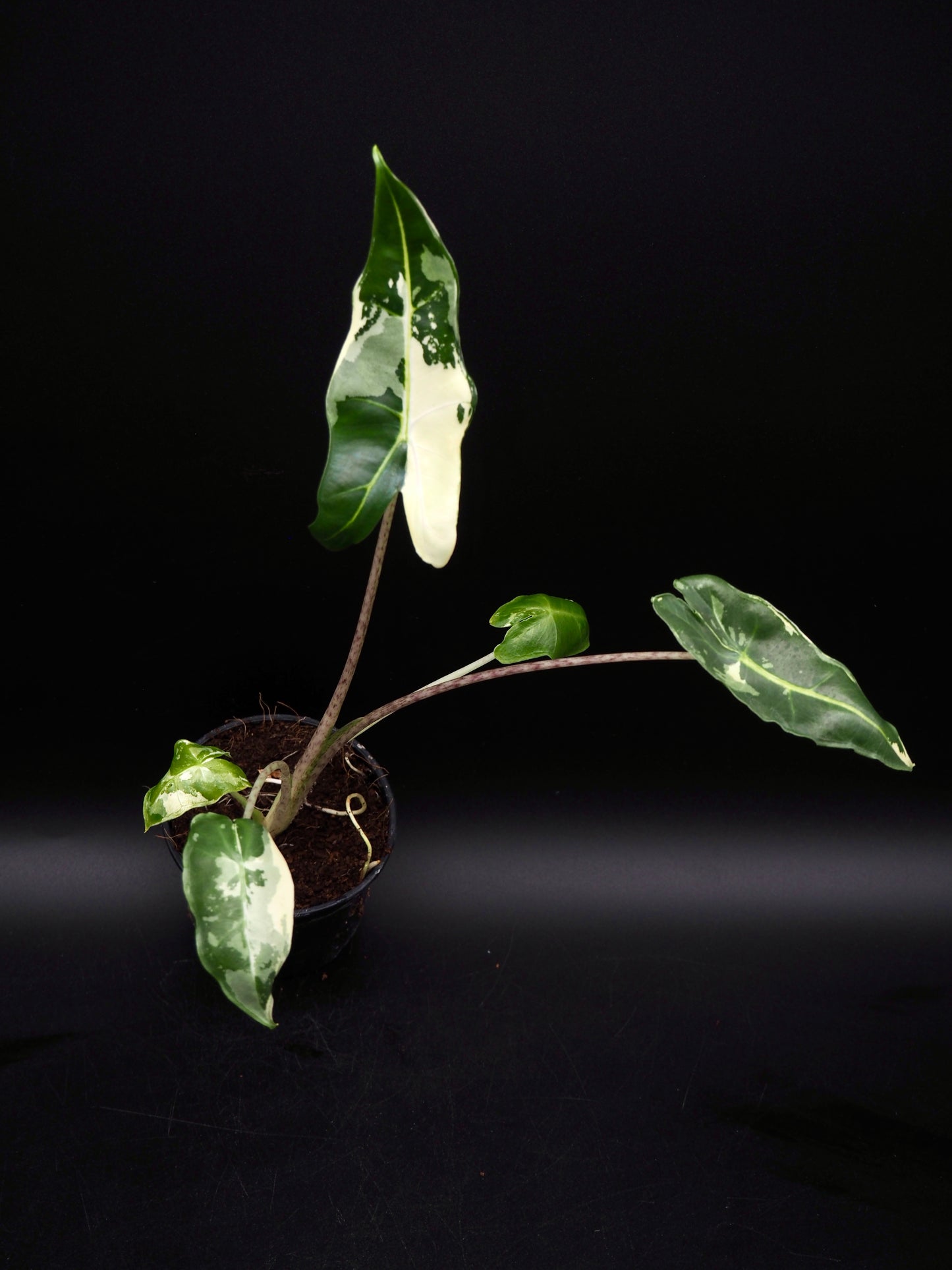 Alocasia Sarian Albo