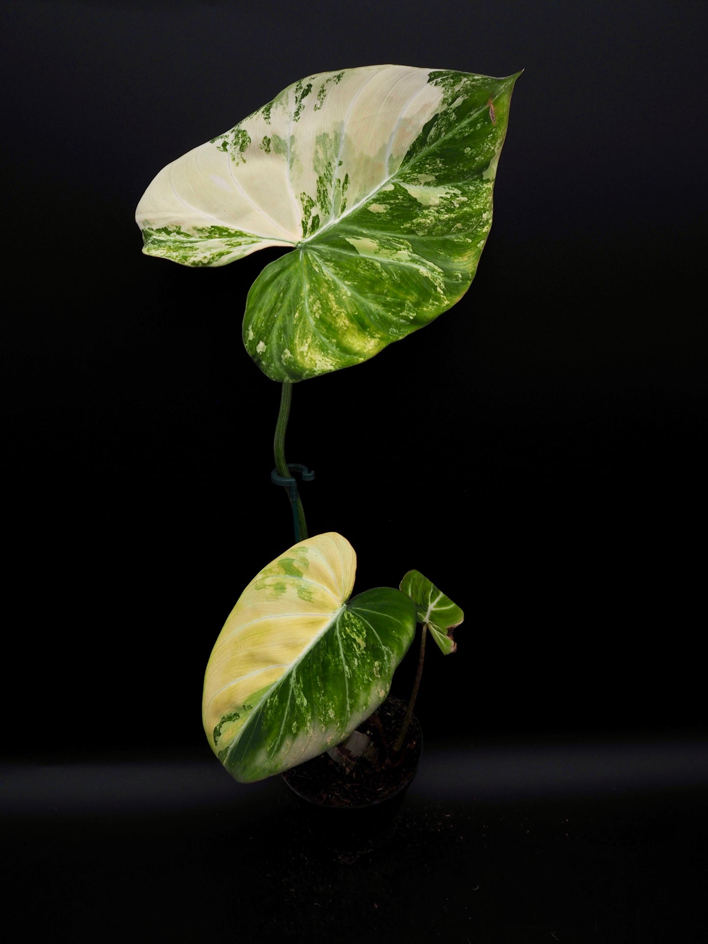 Philodendron Gloriosum Aurea
