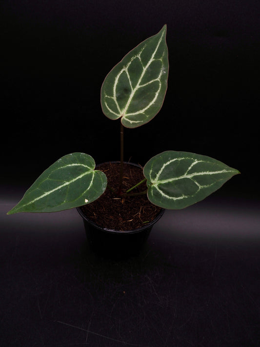 Anthurium Greige x Docblockf2 x  (Sweetlove x Pedatoradiatum Variegata)