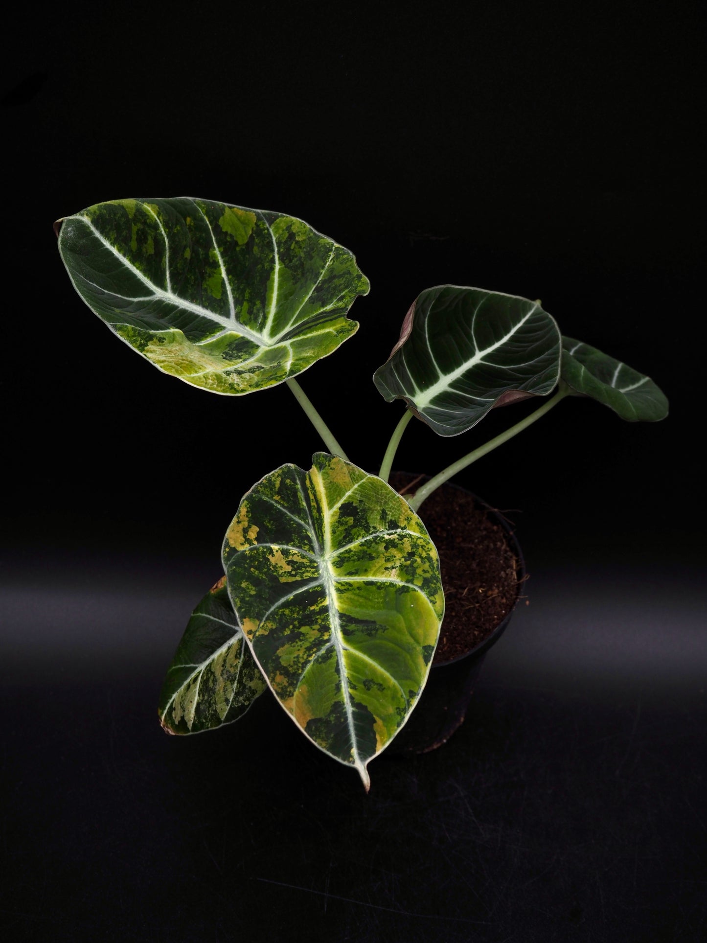 Alocasia Black Velvet Gold