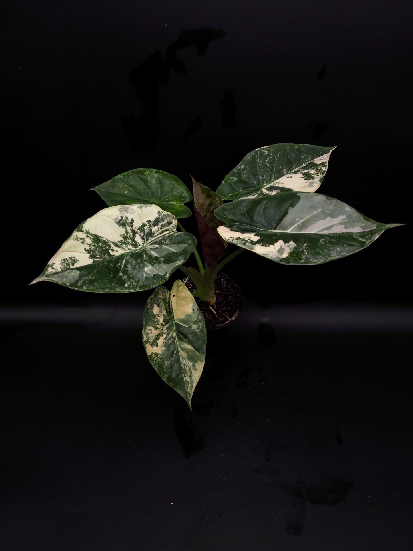 Alocasia Wentii Albo/Pink