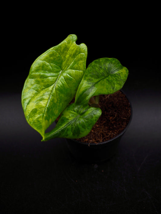 Alocasia Scalprum Aurea