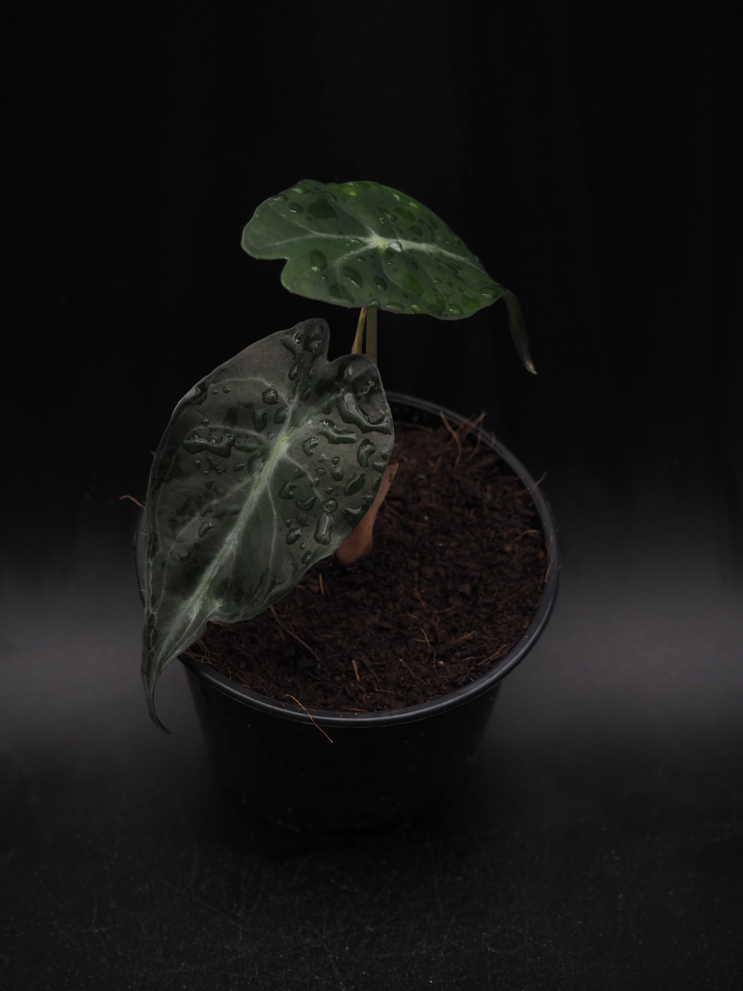 Alocasia Venom