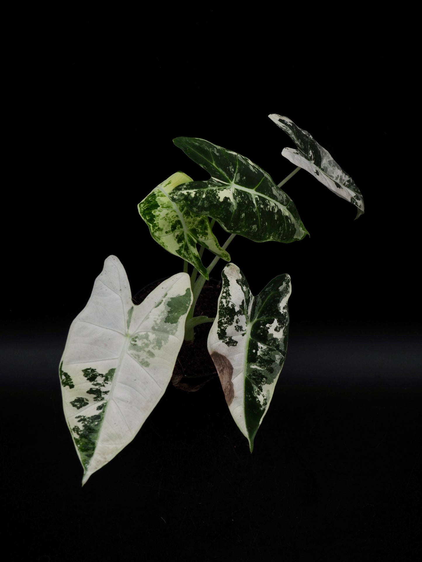 Alocasia Frydek Variegata